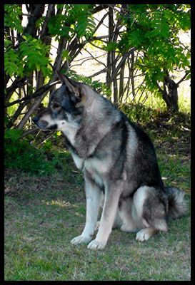 Wille DSC01256.JPG