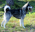 SEJCH Drömtorpet's n' Jacob åt'n Castor "Jack" Jack-201600530-3.JPG