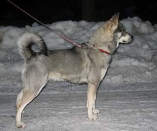 ronja ronja