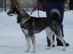 Sjungarkläppens Laydy Sjungarkläppens Laydy
