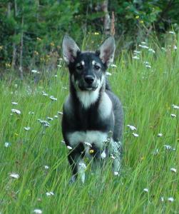 båra (2) båra (2)