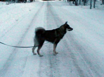 båra 2011 båra 2011