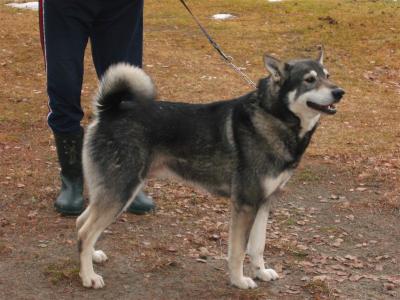 birkmarkens_hagge birkmarkens_hagge