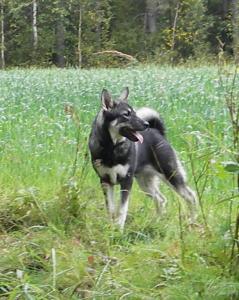 Båra 20 v Båra 20 v