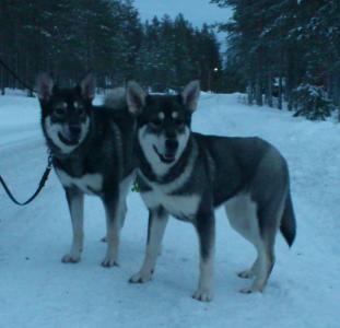 båra & cia båra & cia