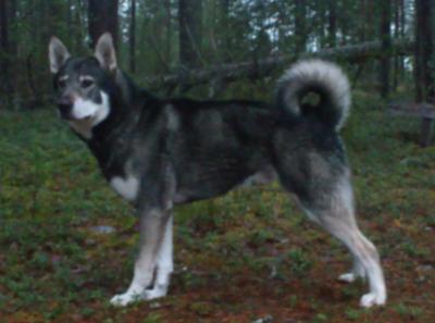 birkmarkens king birkmarkens king
