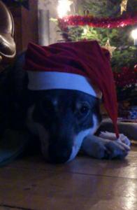 king december 2011 king december 2011