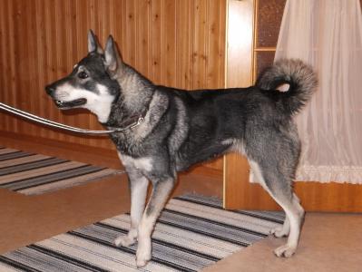 löytöpolku raisa löytöpolku raisa