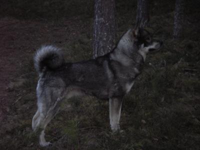 wille 2 år wille 2 år