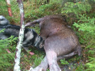 wille med älg 2011 wille med älg 2011