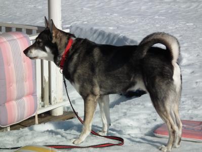 Birkmarkens King Birkmarkens King