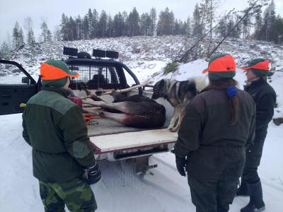 Anna S bil som djurtransport Anna S bil som djurtransport