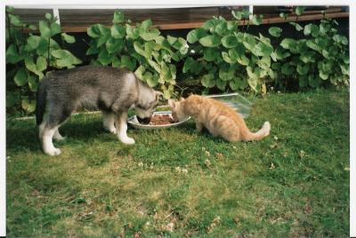Ami & katten zigge Ami & katten zigge