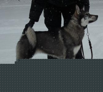 båra