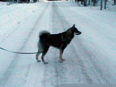 båra 2011