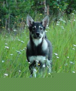 båra (2)