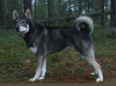 birkmarkens king birkmarkens king