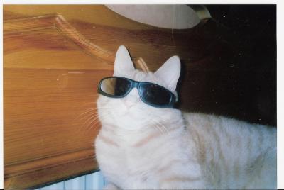 Katten Zigge Katten Zigge