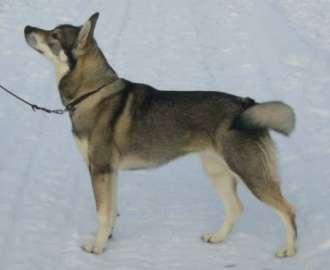 embla embla