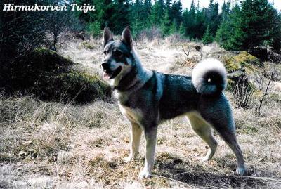 hirmukorven tuija hirmukorven tuija