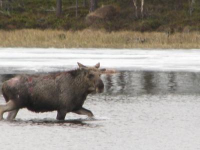 Älg 2009