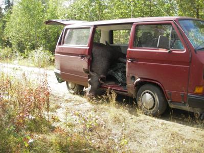 Älgtransport Älgtransport