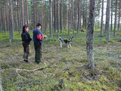 invall tränar spår