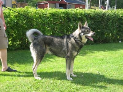 kirjesålandets felix kirjesålandets felix