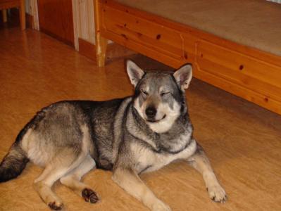 troja troja