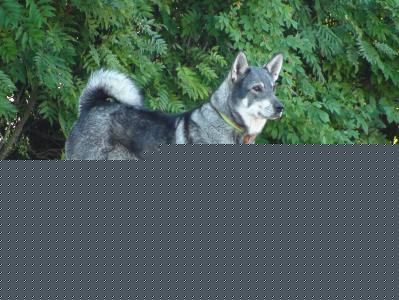 troja 2009