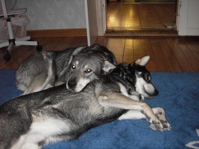 troja och ticko (2) troja och ticko (2)