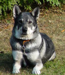 troja sommaren 2009 troja sommaren 2009