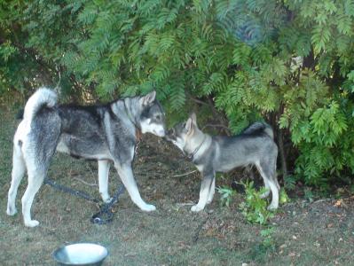 troja & wille troja & wille
