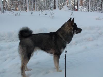wille 9 mån wille 9 mån