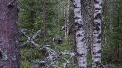 wille med älg wille med älg